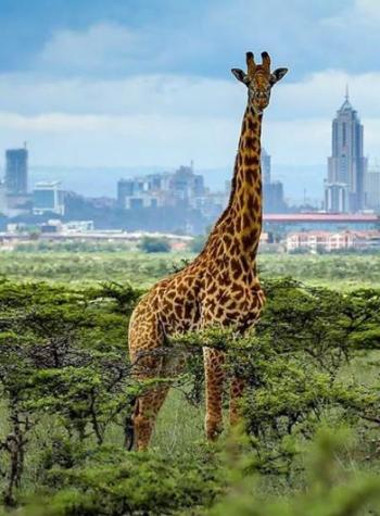 Nairobi Park