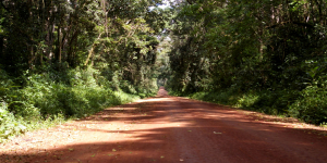 Kakamega Forest Reserve